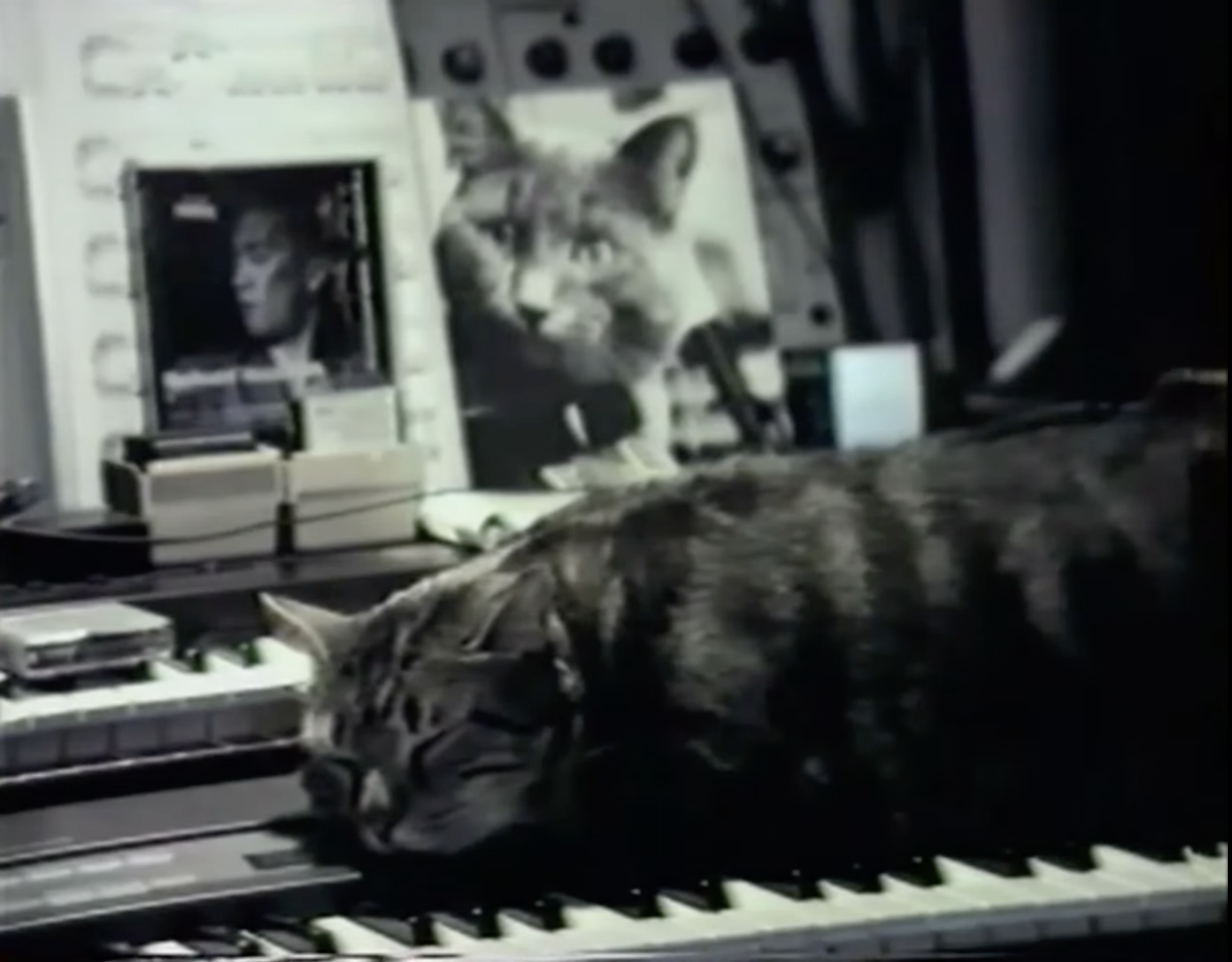 Chat Écoutant La Musique (1988)