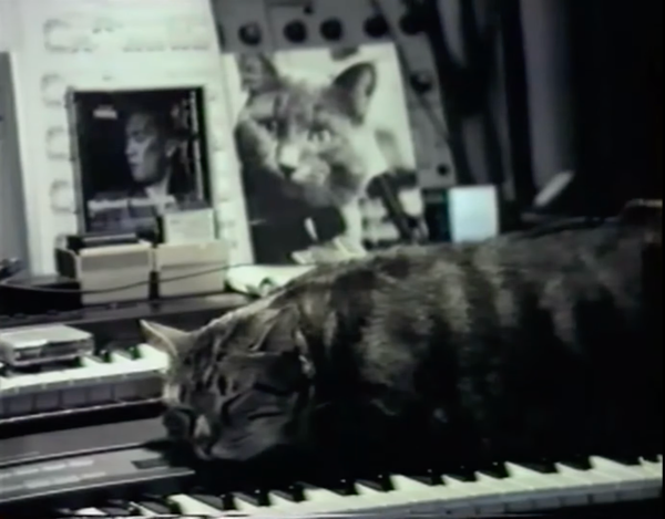 Chat Écoutant La Musique (1988)