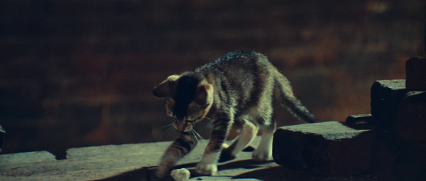 The Way of the Dragon (1972)
